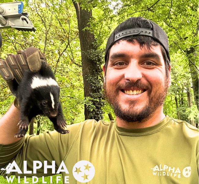 Skunk removal Columbia SC