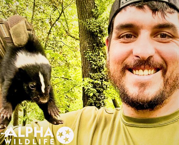 Humane skunk removal Louisville KY
