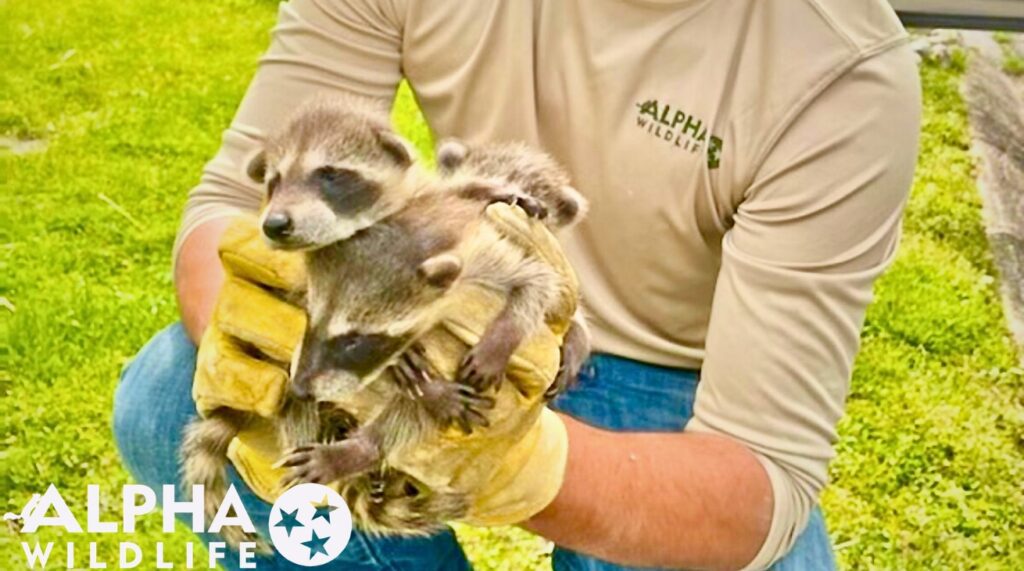 Raccoon removal Louisville KY