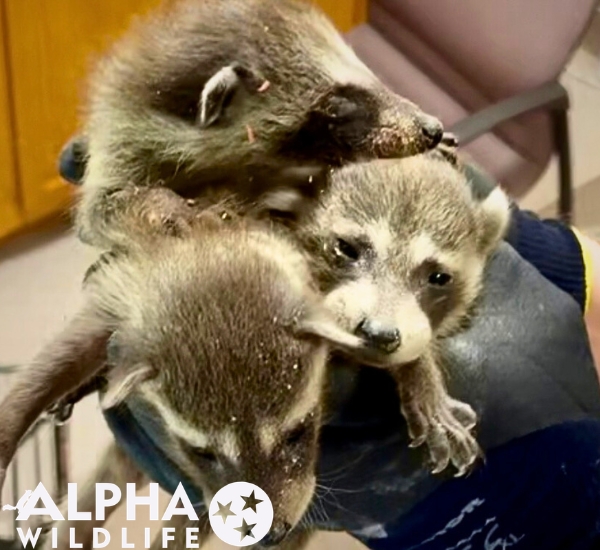 Raccoon removal Charleston SC