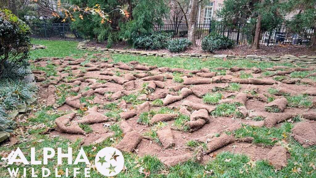 skunk damage to backyard
