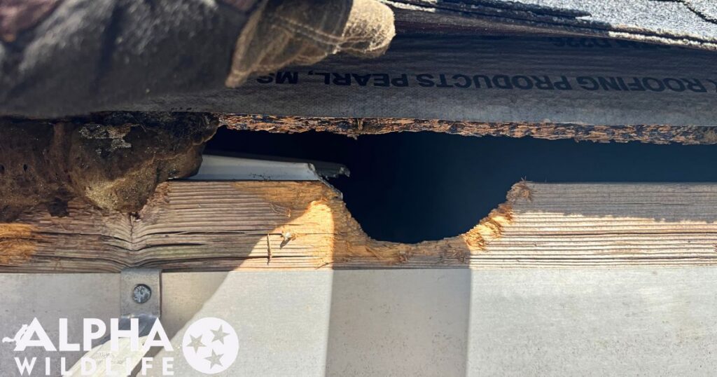 Squirrel damage to roof