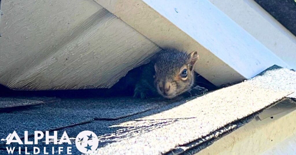 Squirrel on roof in Hendersonville TN