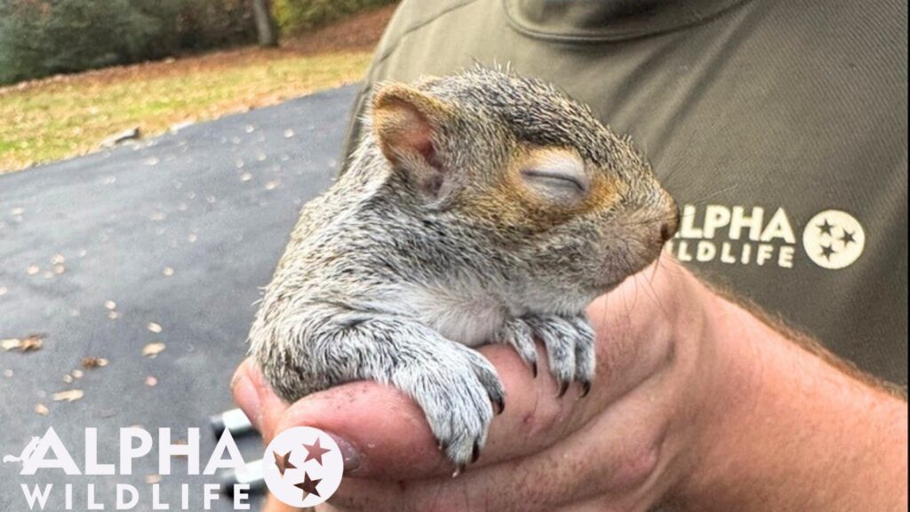 Humane squirrel removal  in Charleston SC