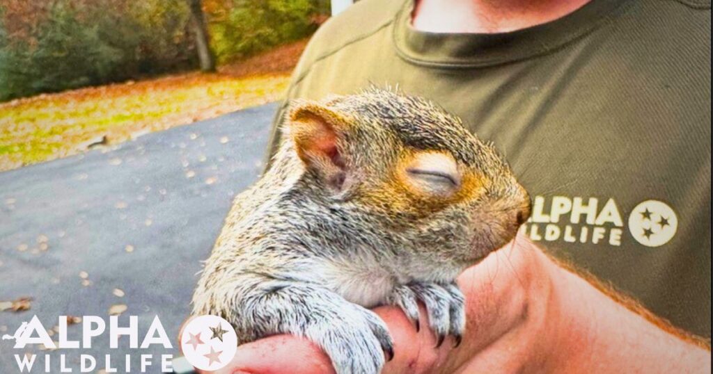 Squirrel removal Hendersonville TN