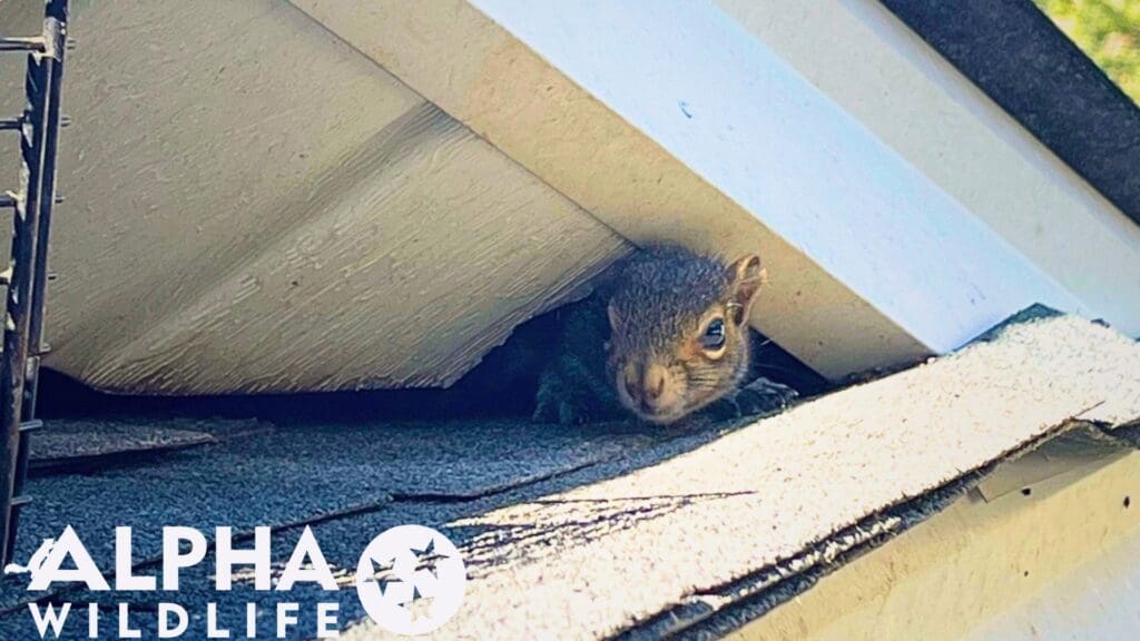 Squirrel removal Lakeland TN