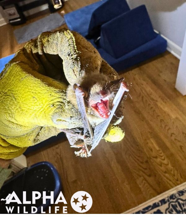 Bat removal Louisville KY