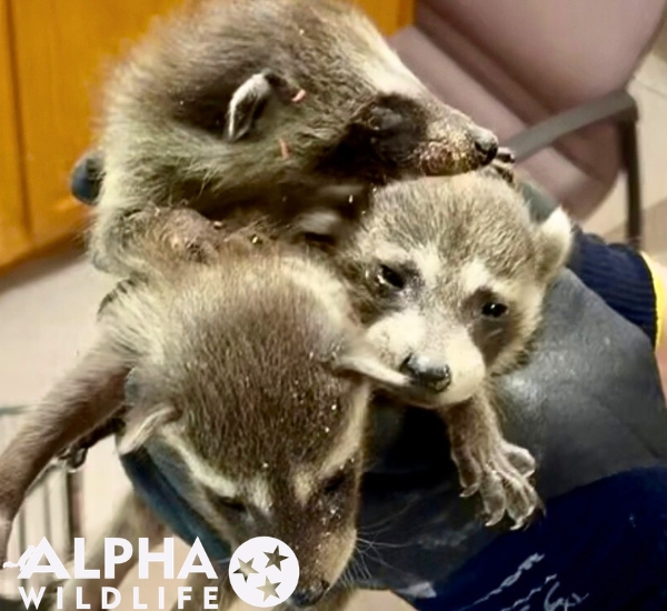 Humane Raccoon Removal in Columbia SC