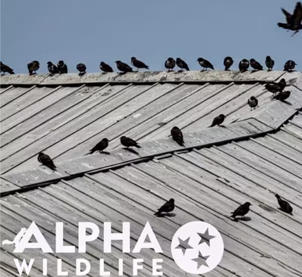 signs of birds infestation