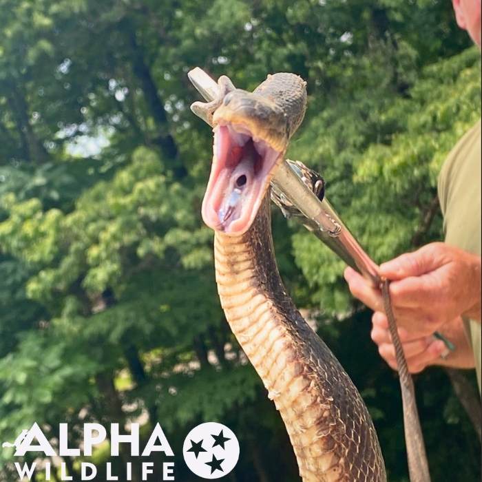 snake removal in Louisville KY