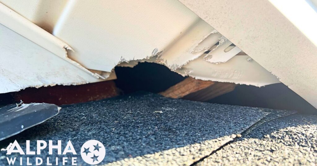 squirrel damage to Hendersonville home