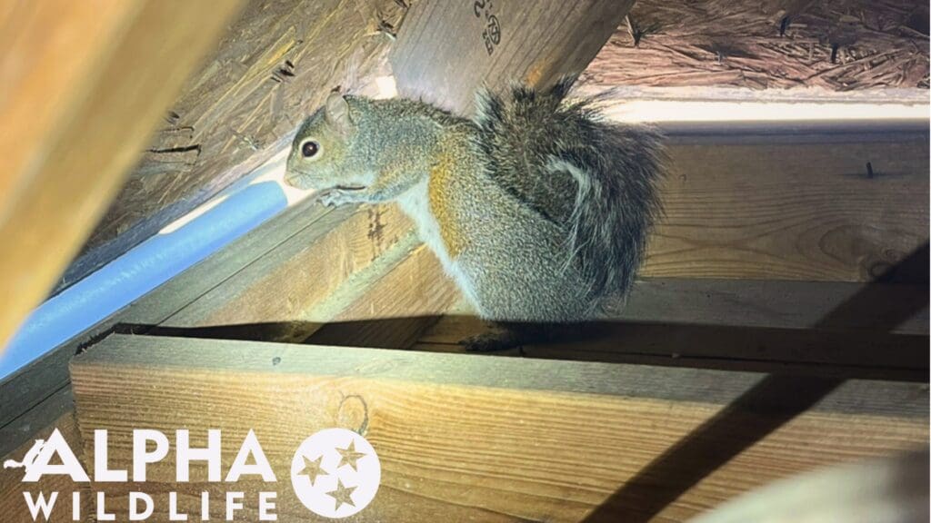 squirrel in attic Lakeland TN