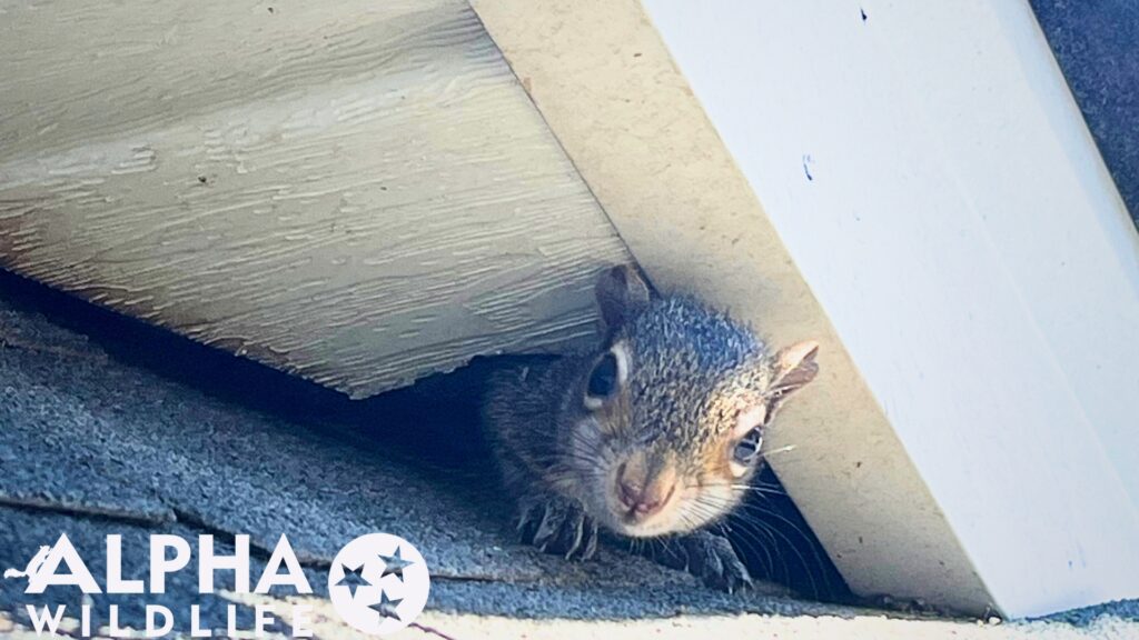squirrel on roof
