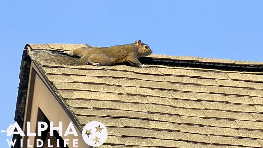 squirrel on roof