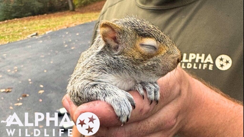 squirrel removal service Lakeland TN