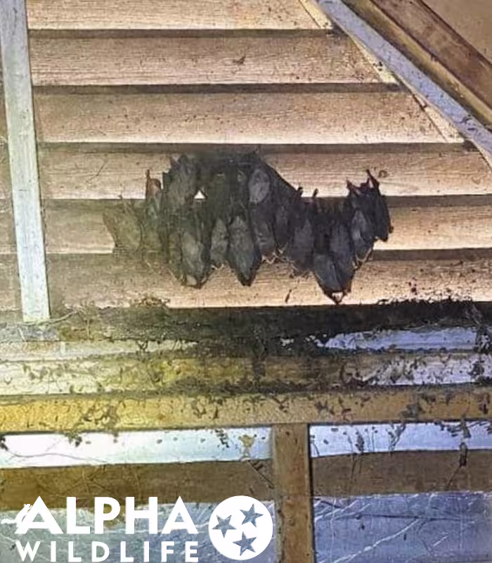 bat colony inside attic