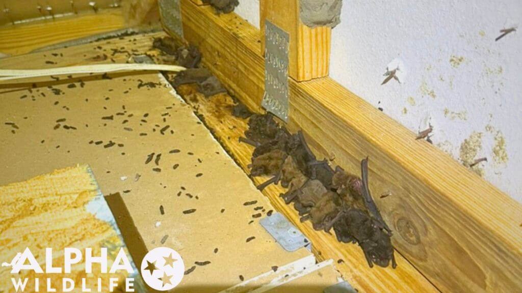 Bat removal Brentwood TN