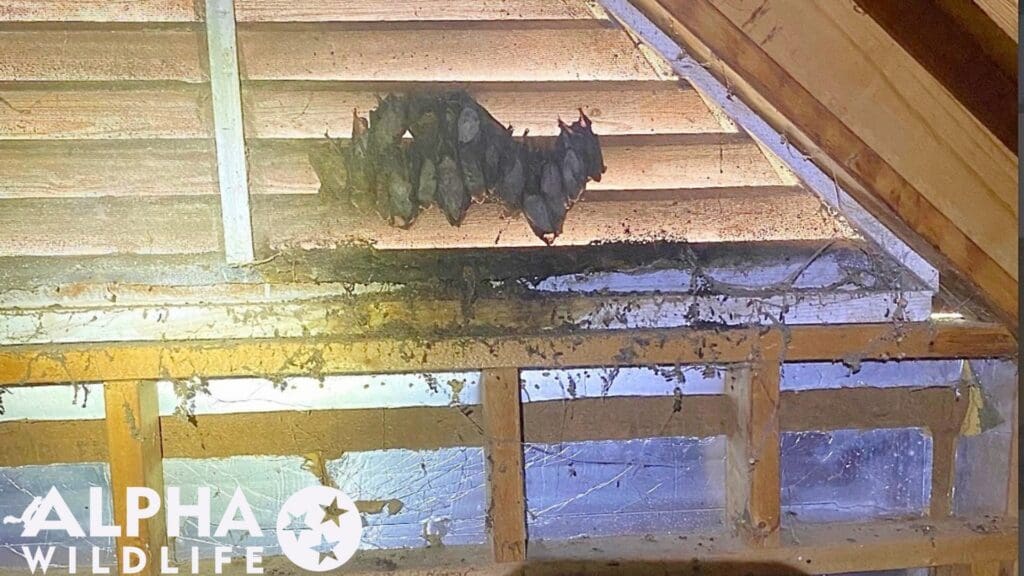 Bats in Brentwood Attic