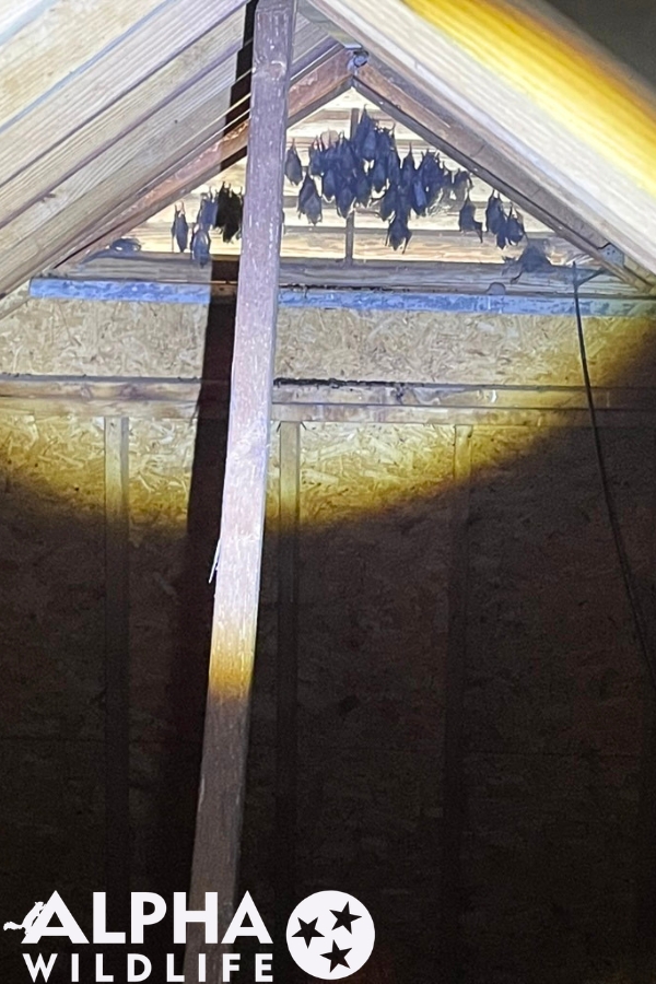 bats in gable vent
