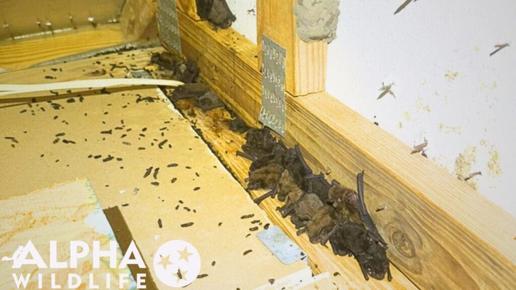 Charleston bat removal from attic