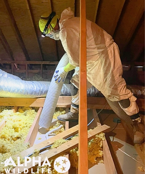 Clean up and insulation replacement