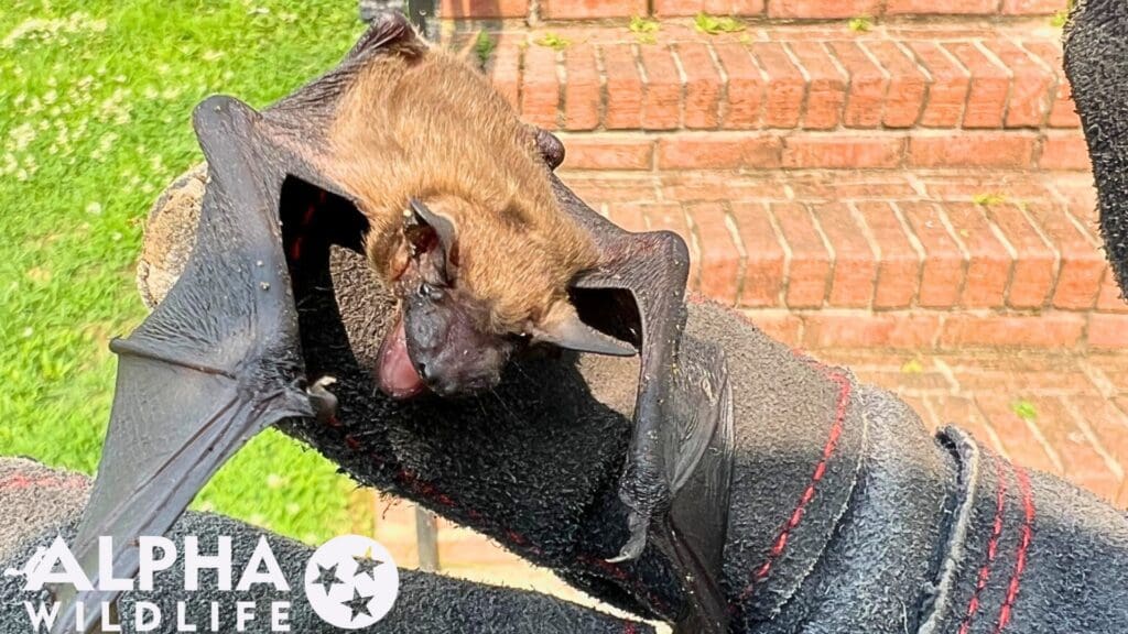 Humane bat removal Brentwood TN