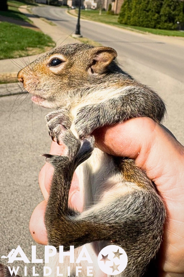 humane squirrel removal Nashville TN