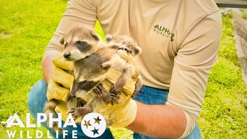 Professional raccoon removal Germantown TN