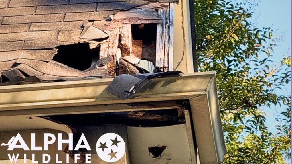 Raccoon damage Germantown TN