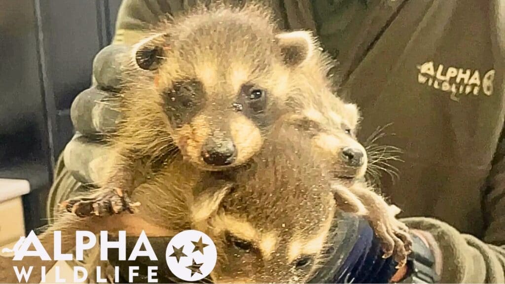 Raccoon removal Germantown TN