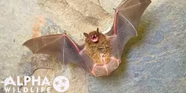 bat removal services