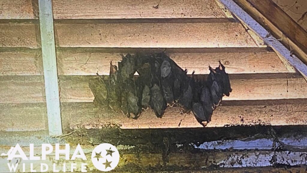 humane bat removal Charleston SC from gable vent