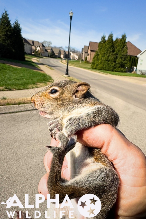 humane squirrel removal Memphis TN