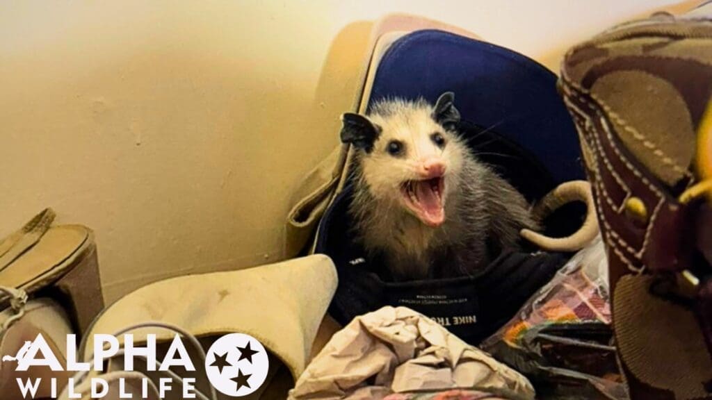 Possum removal Charleston SC
