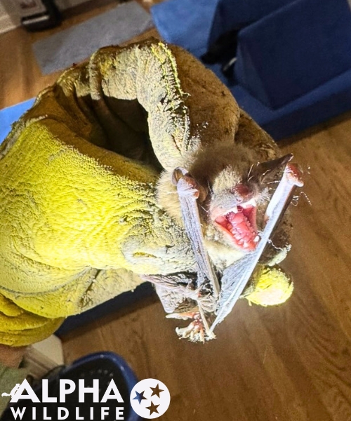professional bat removal from home