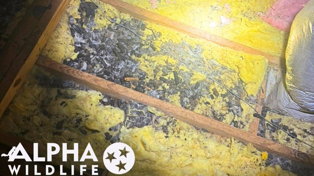 Raccoon droppings in attic