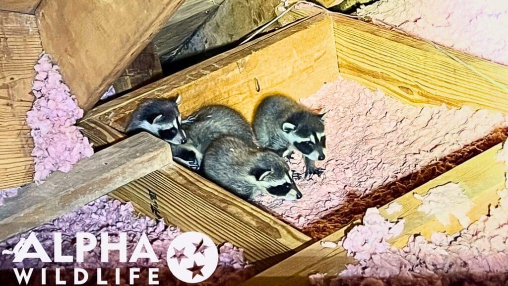 Raccoon removal from attic in Germantown TN