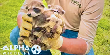 raccoon removal services