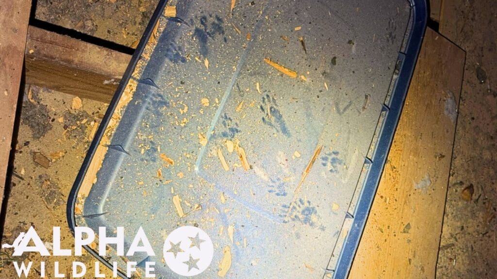 Raccoon tracks in attic