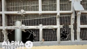 rat removal Hendersonville TN vent damage