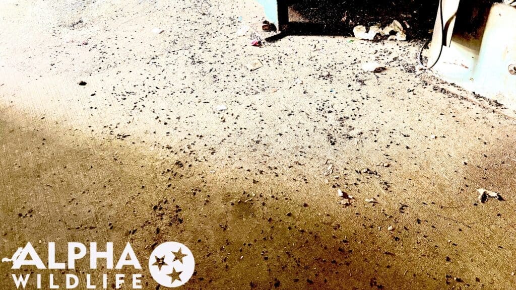 rodent droppings Hendersonville TN
