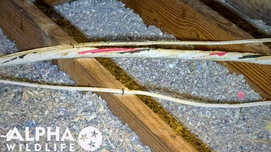 rodent removal Hendersonville TN wire damage