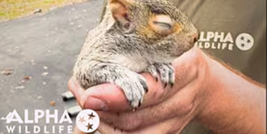 squirrel removal services