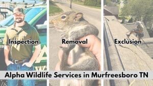 Alpha Wildlife Murfreesboro TN