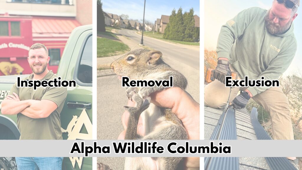 Alpha Wildlife Removal Columbia SC
