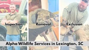 Alpha Wildlife Services Lexington SC