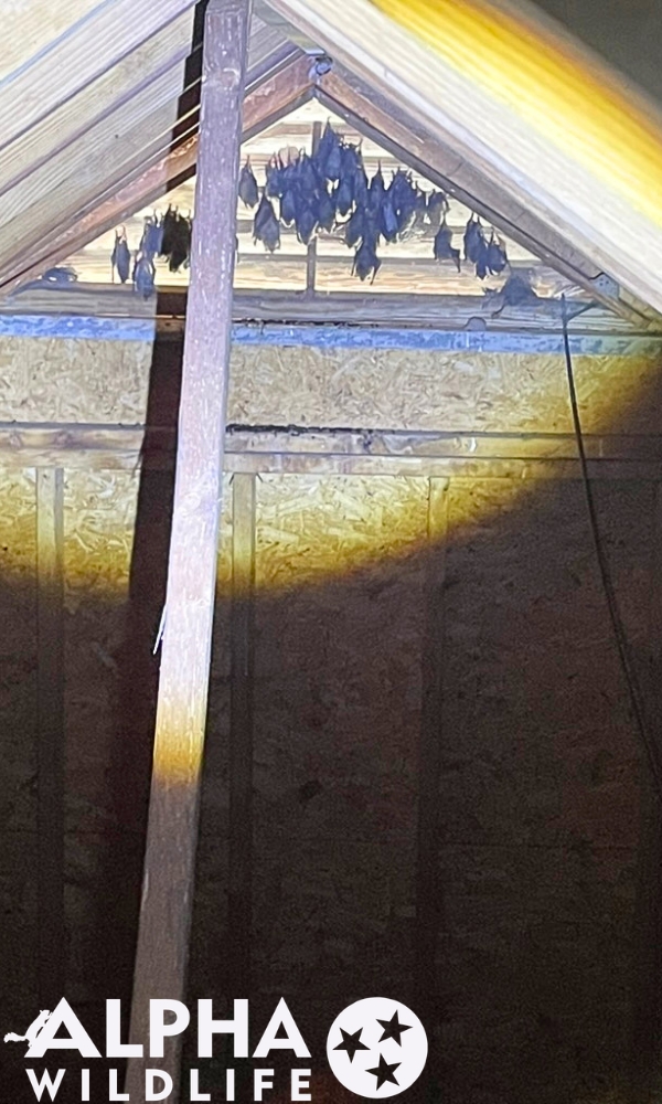 Bat control memphis tn bats in gable vent
