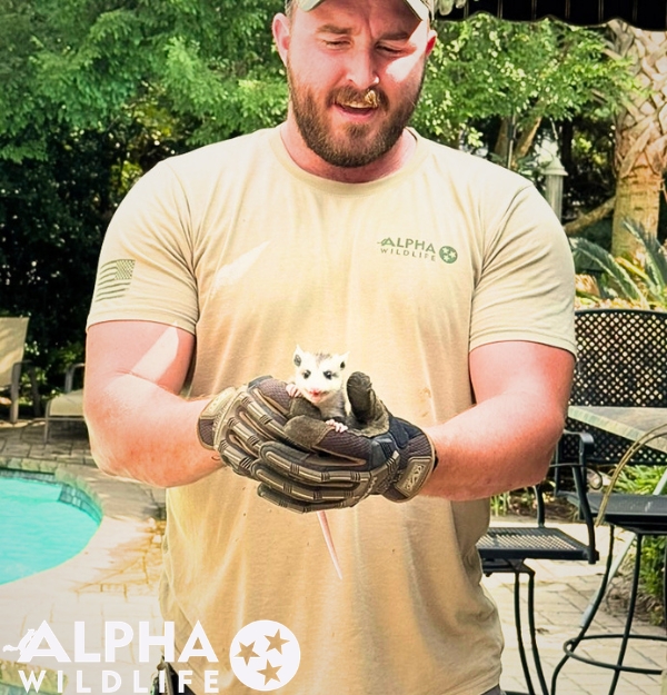 columbia possum removal