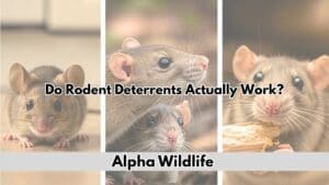 Do Rodent Deterrents Actually Work Photo