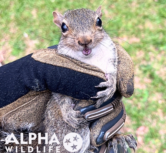 humane squirrel removal Columbia SC